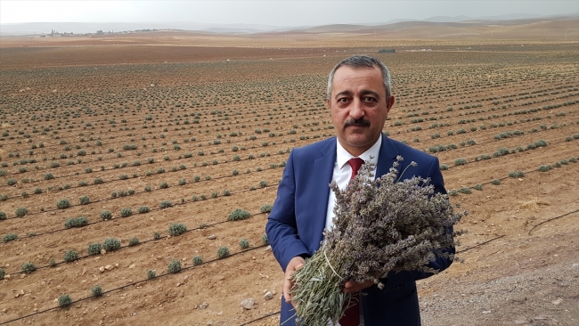 Niğde'de tıbbi aromatik bitki lavanta fidesi dikimi yapıldı